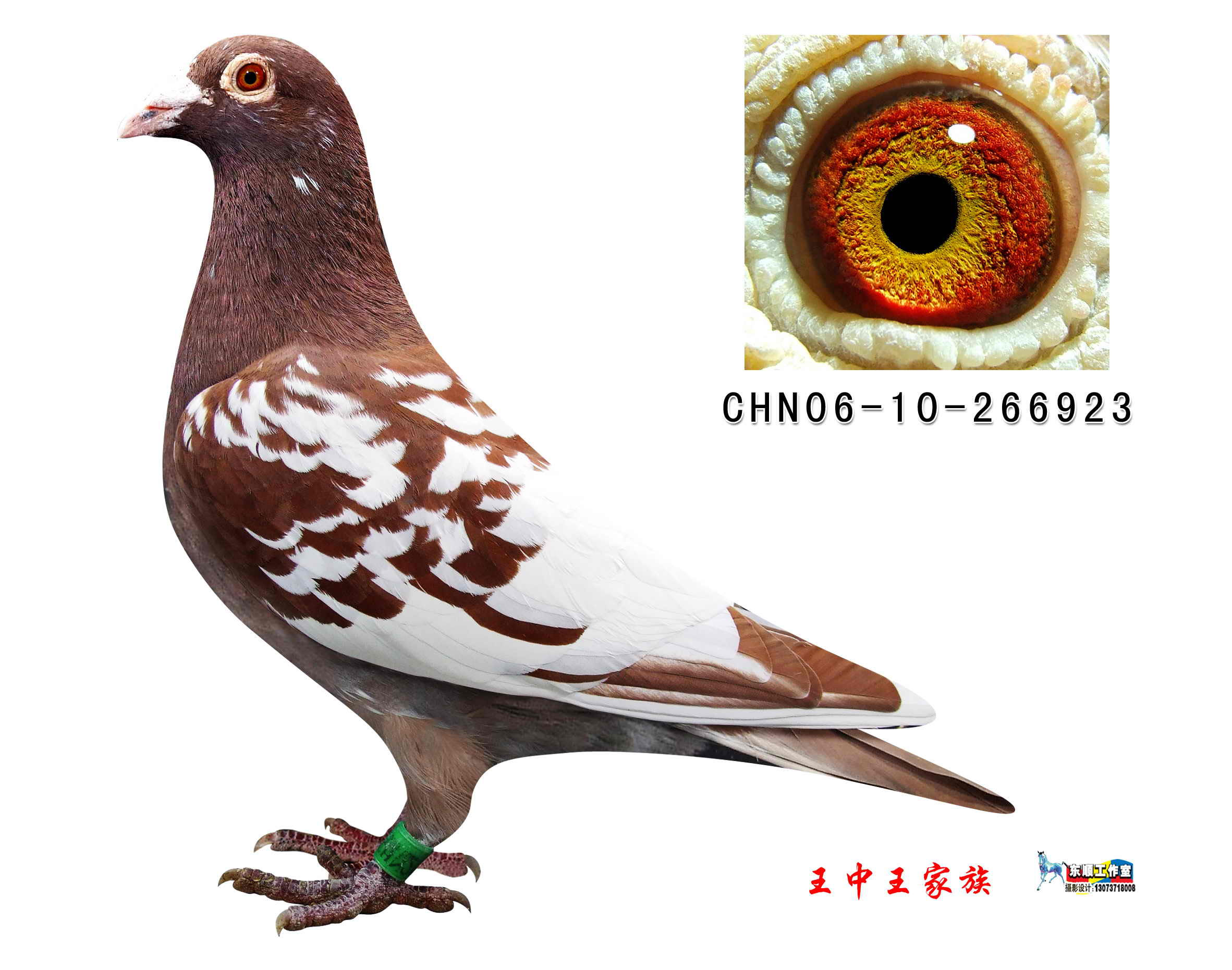 揭秘049王中王風冠一肖，背后的故事與奧秘，揭秘049王中王風冠一肖背后的故事與傳奇奧秘